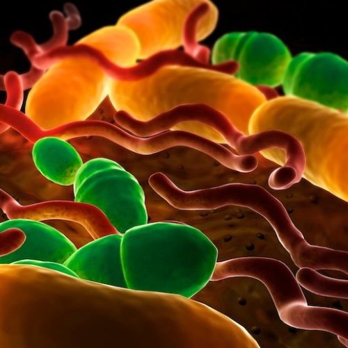 Тест по биологии: Строение бактериальной клетки