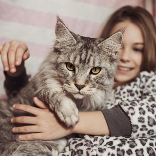 Тест: Всё о домашних кошках