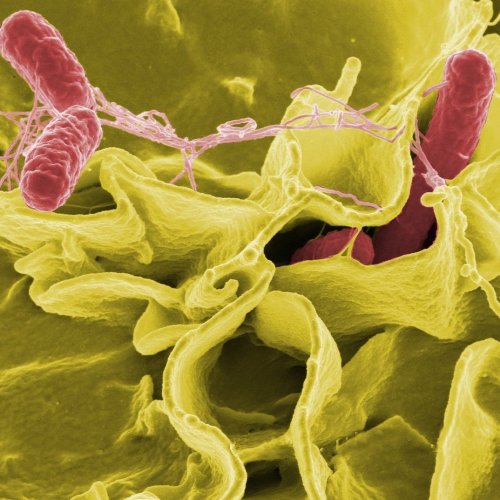 Тест по биологии «Бактерии»