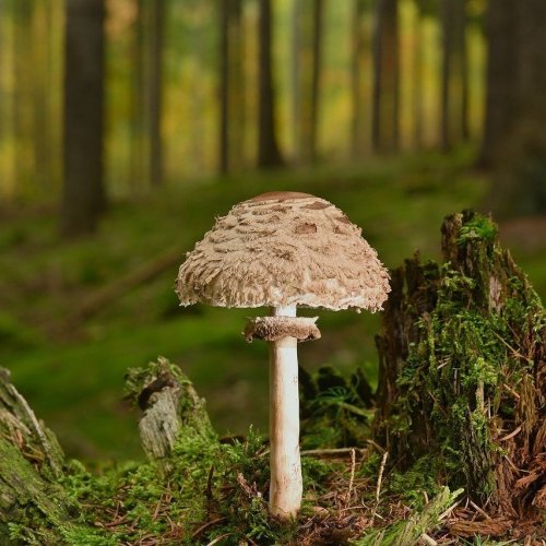 Викторина «Шляпочные грибы» (Пасечник, 6 класс)