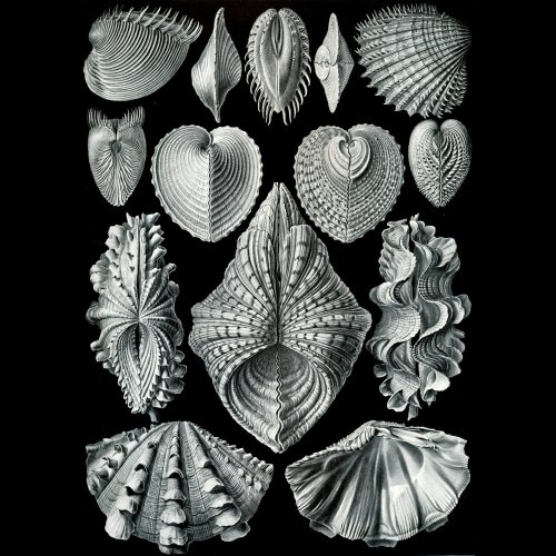 Викторина «Класс моллюсков: Двустворчатые»
