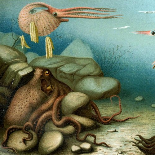 Викторина «Класс моллюсков: Головоногие»