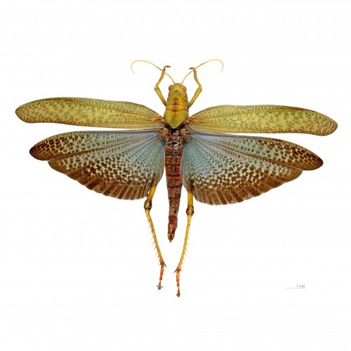 Тест «Отряд насекомых: Прямокрылые»