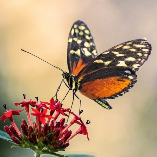 Викторина «Отряд насекомых: Бабочки»