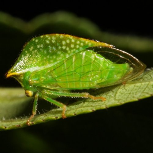 Викторина «Отряд насекомых: Равнокрылые»