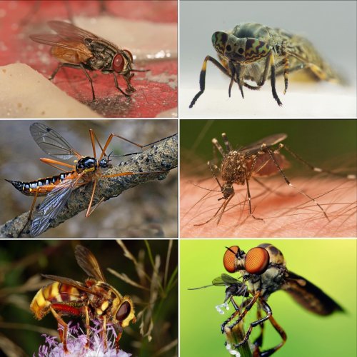 Тест «Отряд насекомых: Двукрылые»