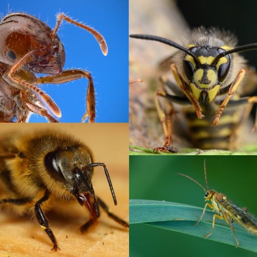 Тест «Отряд насекомых: Перепончатокрылые»