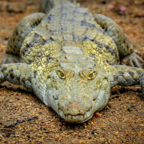 Тест «Класс Пресмыкающиеся, отряд Крокодилы»