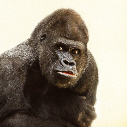 Тест «Класс Млекопитающие, отряд Приматы»