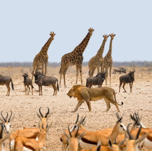 Тест «Животные Африки»