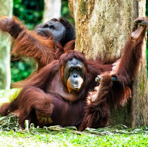 Тест «Орангутаны»