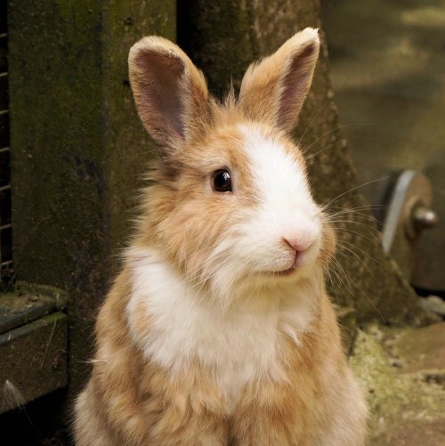 Тест «Зайцы и кролики»