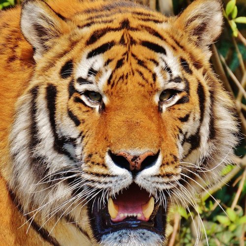 Тест о тиграх