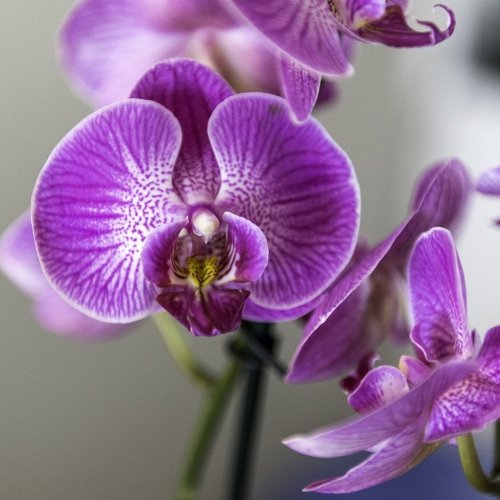 Викторина «Орхидеи»