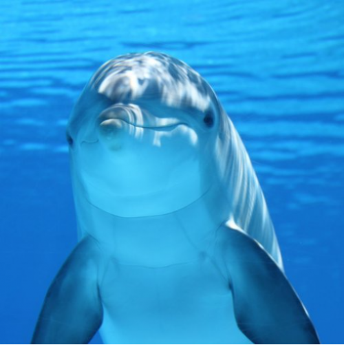 Викторина «Дельфины»