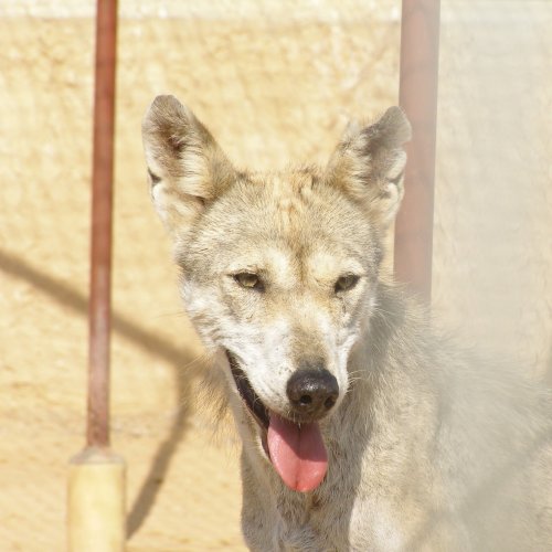 Викторина «Аравийский волк»