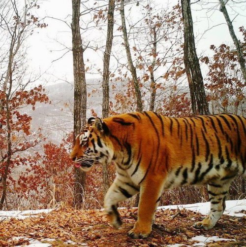 Тест «Амурский тигр»