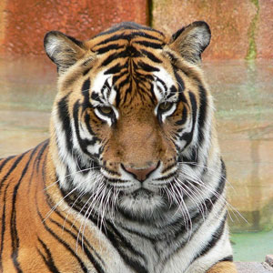 Викторина «Бенгальский тигр»