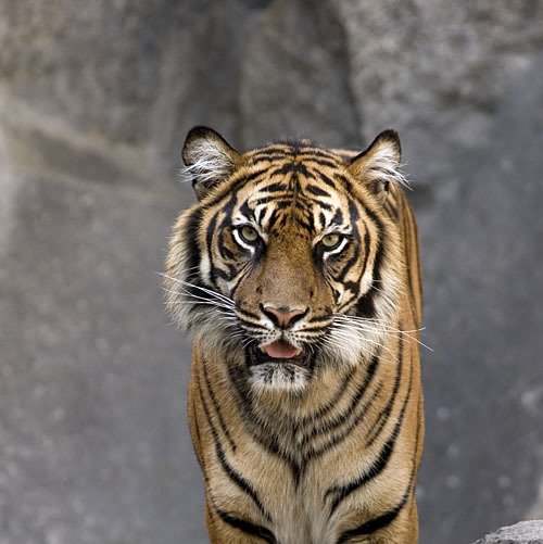 Викторина «Бенгальский тигр»