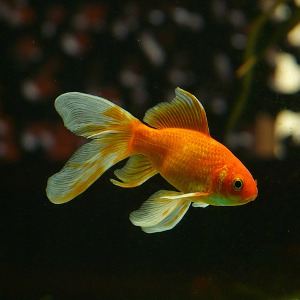 Викторина «Золотая рыбка»