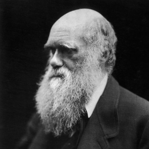 Тест «Дарвинизм (Теория Дарвина)»