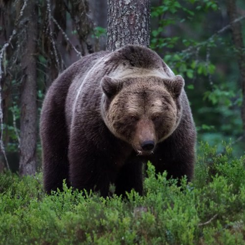 Викторина: Бурый медведь