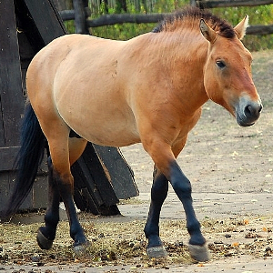 Викторина «Лошадь Пржевальского»