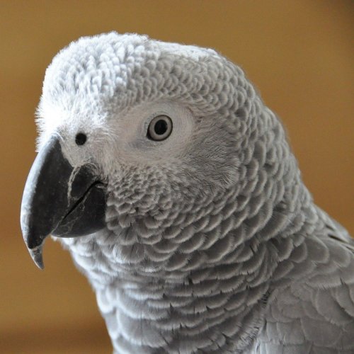 Тест о попугаях «Жако»