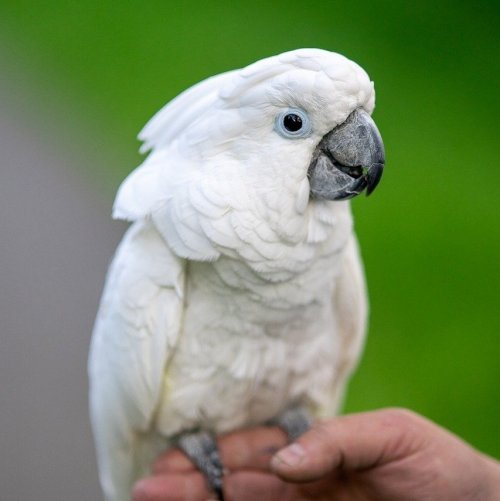Тест о попугаях «Какаду»