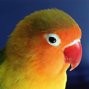 Викторина о попугаях «Неразлучники»