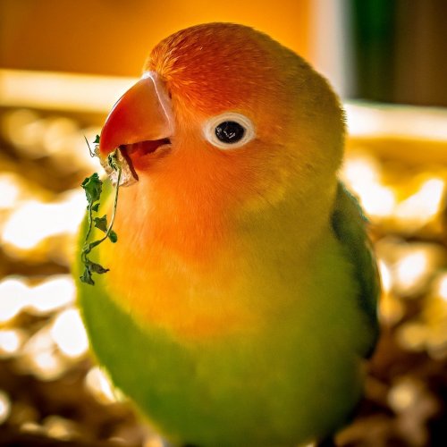 Тест о попугаях «Неразлучники»
