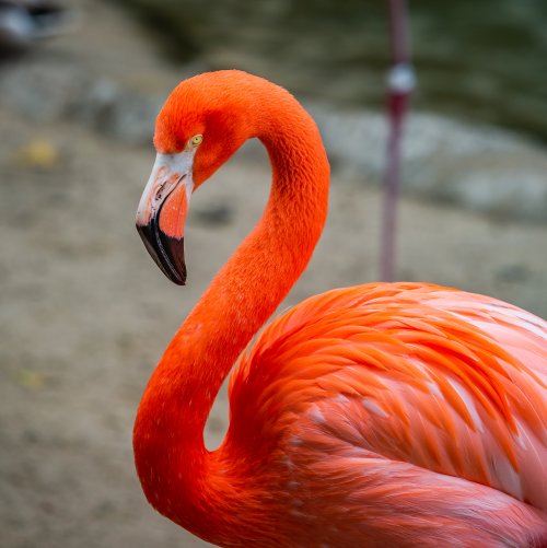 Викторина о птицах России «Обыкновенный фламинго»