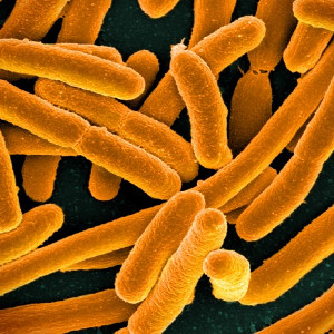 Тест «Микроорганизмы»