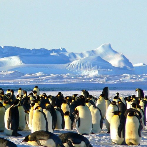 Викторина об Антарктиде