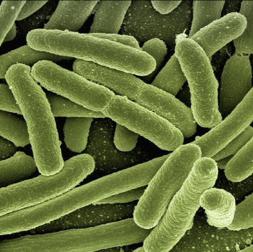 Тест «Бактерии»