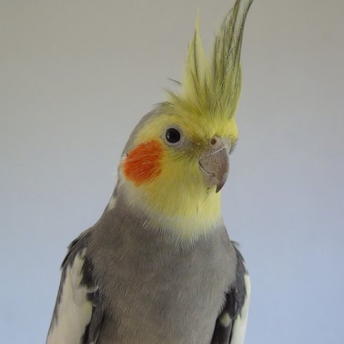 Тест: Как хорошо вы знаете попугаев Корелла