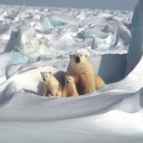 Тест по окружающему миру «Зона арктических пустынь»
