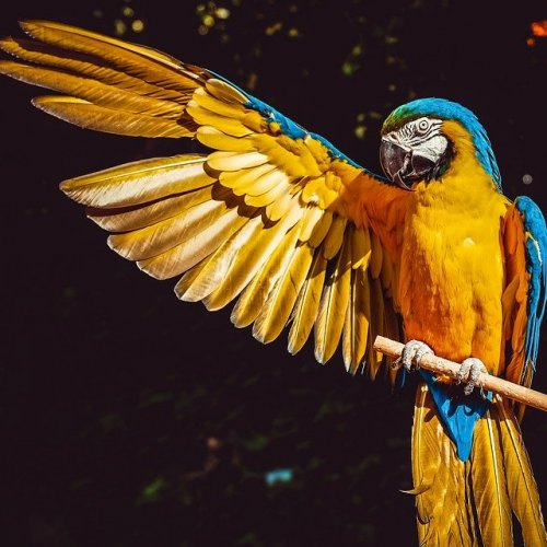 Тест по окружающему миру «Кто такие птицы?»
