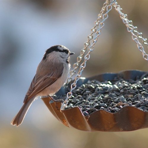 Тест по окружающему миру «Как зимой помочь птицам»
