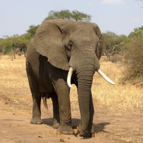 Тест по окружающему миру «Где живут слоны»
