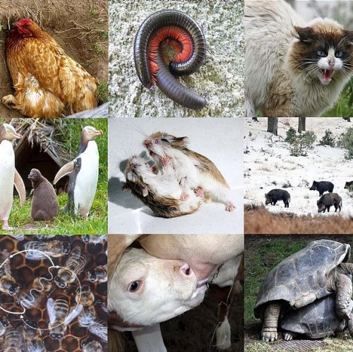 Тест по биологии: Многообразие живой природы. Охрана природы (Пасечник, 5 класс)