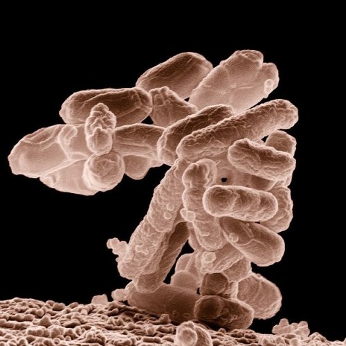 Тест по биологии: Питание бактерий и грибов (Пасечник, 6 класс)