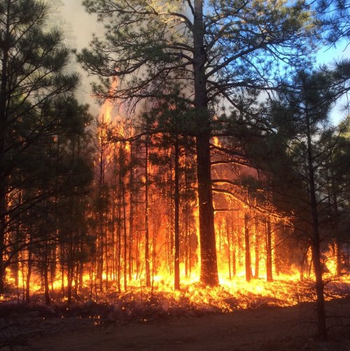 Тест по ОБЖ: Лесные и торфяные пожары и их характеристика (Смирнов, Хренников 7 класс)