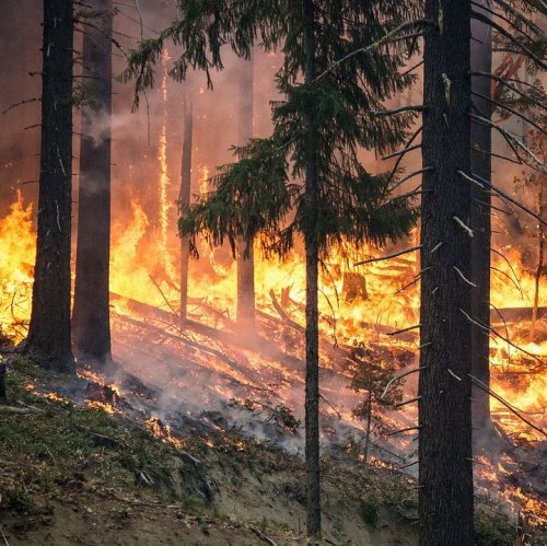 Тест по ОБЖ: Лесные пожары