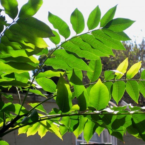 Эти красивые листья с дерева из семейства Маслиновых. Что это за дерево?
