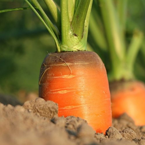 Что будет если съесть очень много моркови?