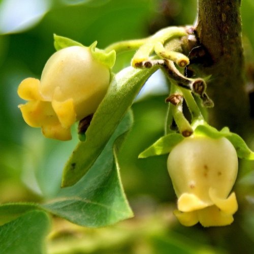 Какое фруктовое дерево цветёт такими симпатичными жёлтыми колокольчиками?