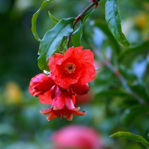 И цветы и плоды этого дерева красные. Чей прекрасный цветок радует глаз на этой фотографии?