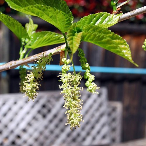 На каком плодовом дереве расцветают эти скромные цветы? Его народным названием является тута или тутовник.