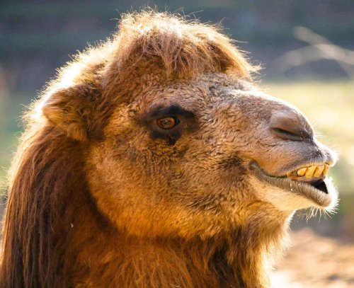 Это домашнее животное известно всем. А вот как называется одногорбая разновидность верблюдов вы знаете?